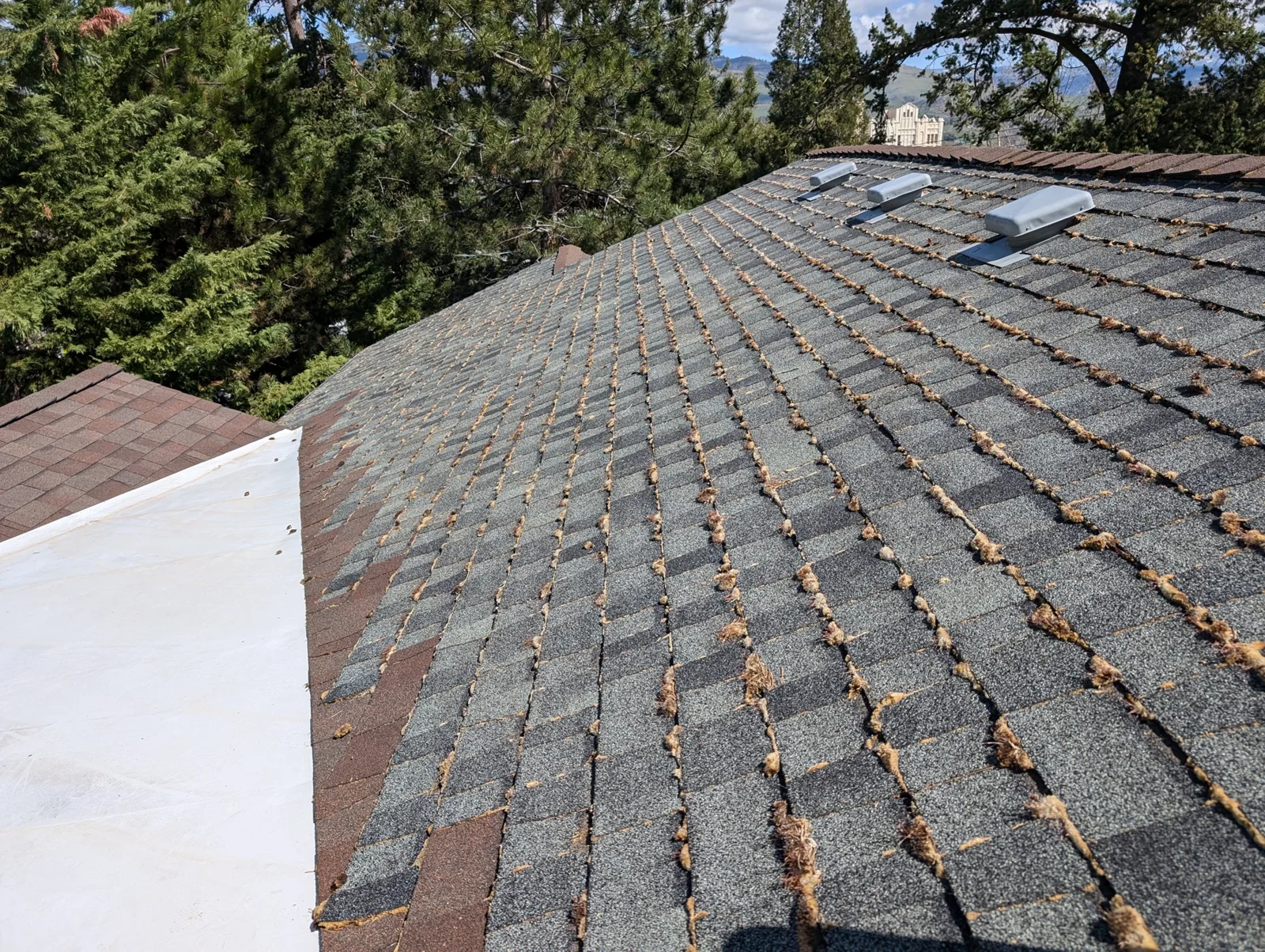 Moss growing between shingle rows on a roof, with trees behind the home