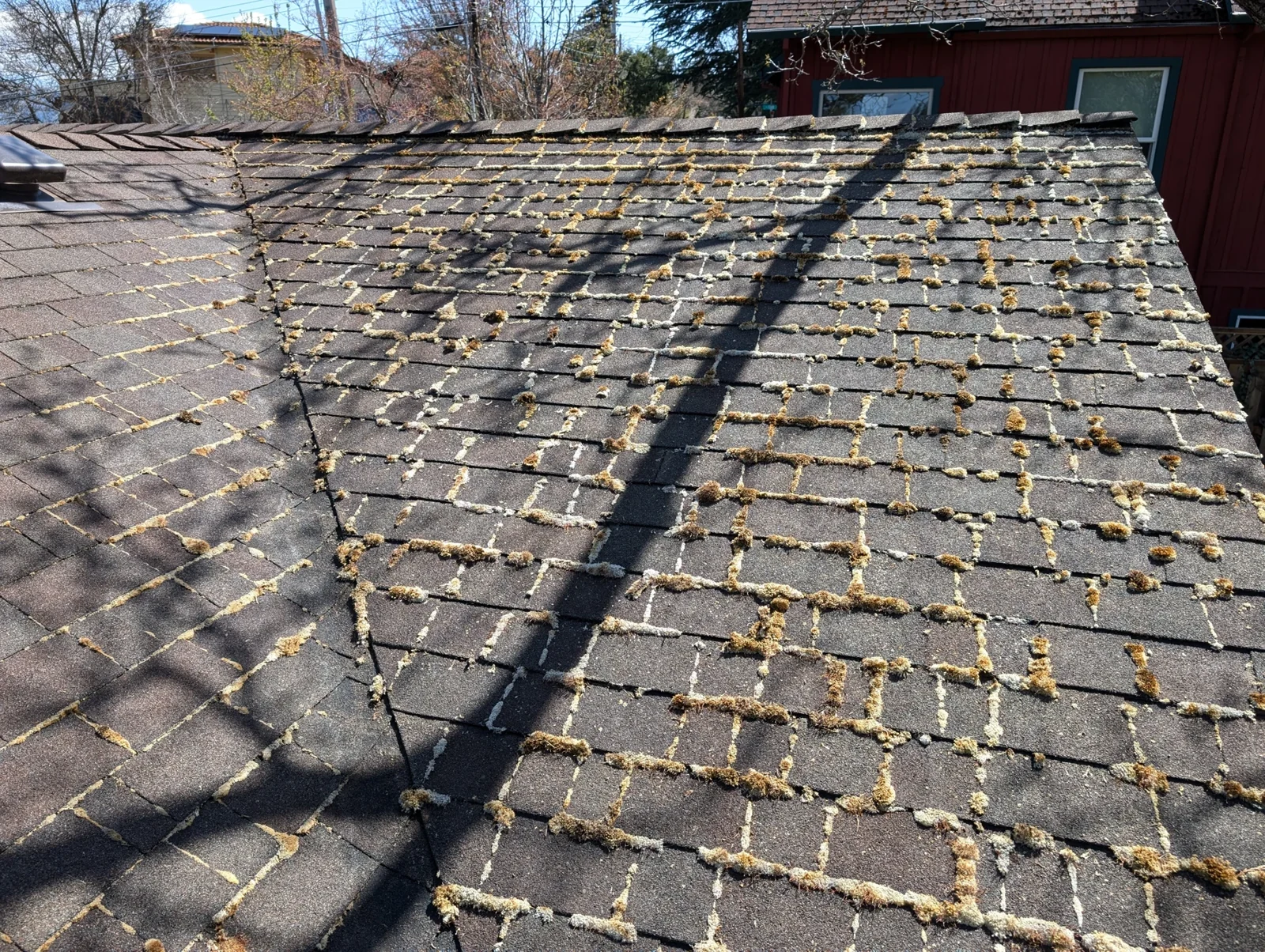 Moss visible between shingle courses across a roof