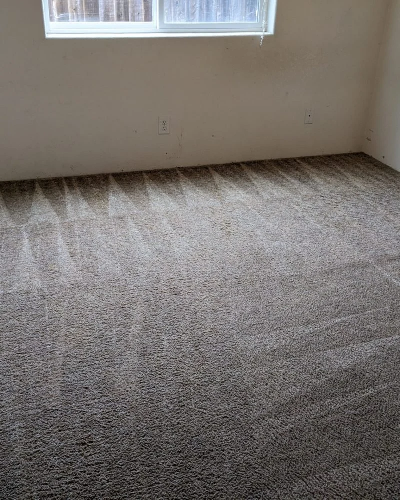 Carpet with visible cleaning passes